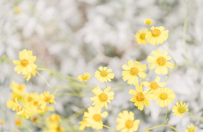 Seasonalallergies Rszd