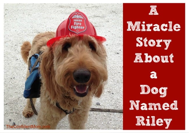 Riley-Miracle-Story